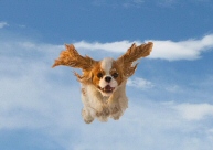 Dummy_FlyingPooch